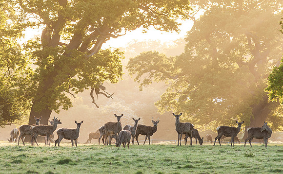 Windsor Great Park Stag Meadow