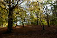 Virginia Water October