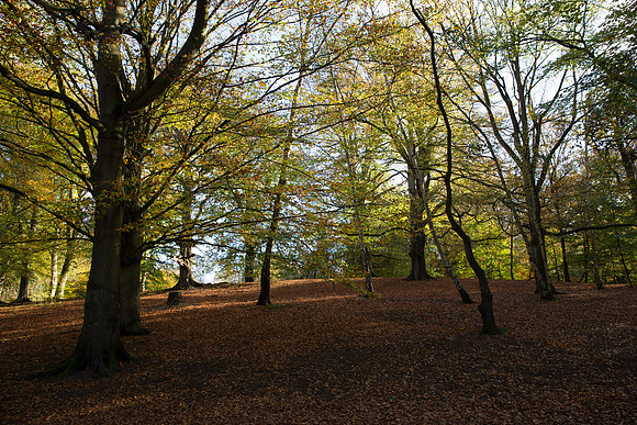 Virginia Water October