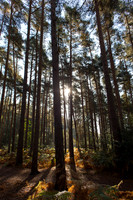 Virginia Water woodland