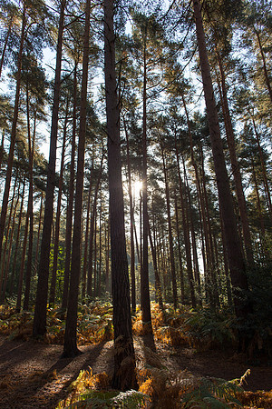 Virginia Water woodland