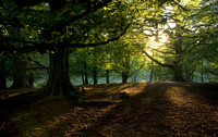 Virgnia Water woodland trees