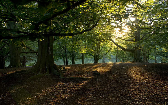 Virgnia Water woodland trees