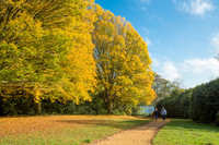 Virginia Water autumn copy
