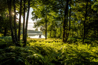 Virignia Water woodland copy