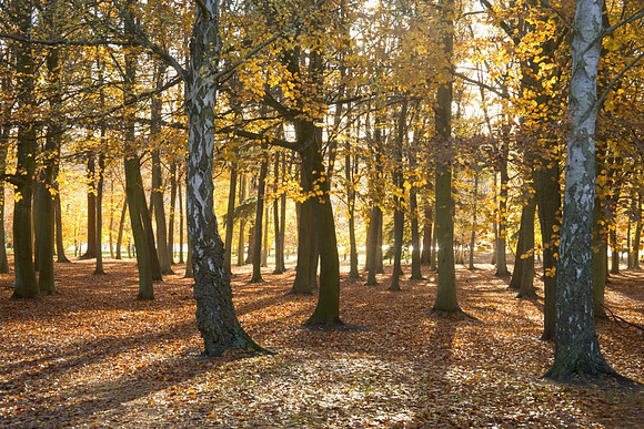 An Autumn scene in the Valley Gardens