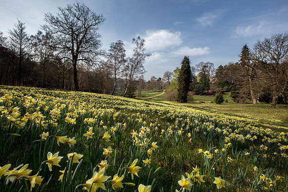 Daffodil Valley in March