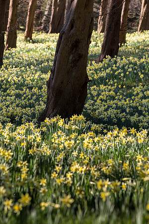 Daffodil Valley