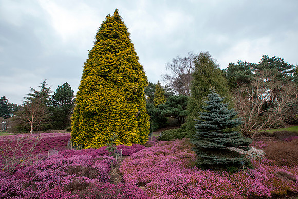 Heather Garden  March