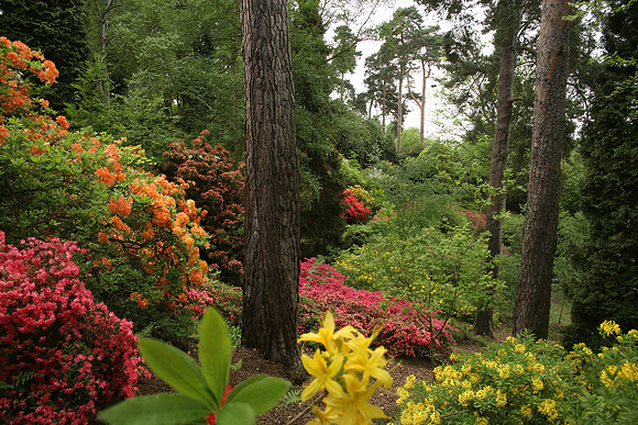 The Azalea Valley in Spring