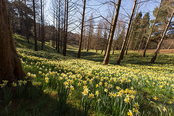 Daffodil Valley March