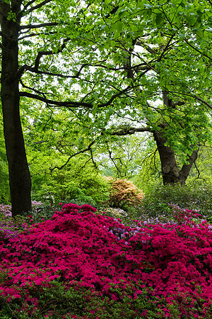Savill Garden-3945