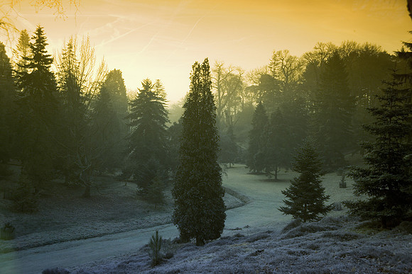 The Pinetum in Winter 9