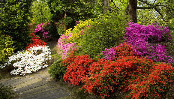 The Valley Gardens in Spring