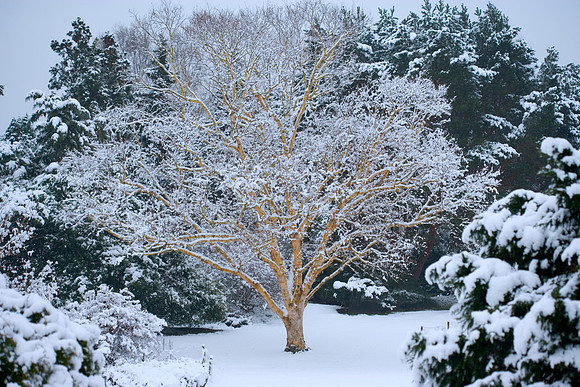 The Heather Gardens in the snow copy