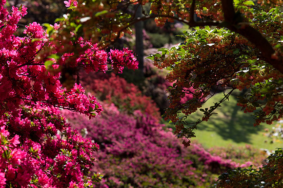 Valley Gardens May