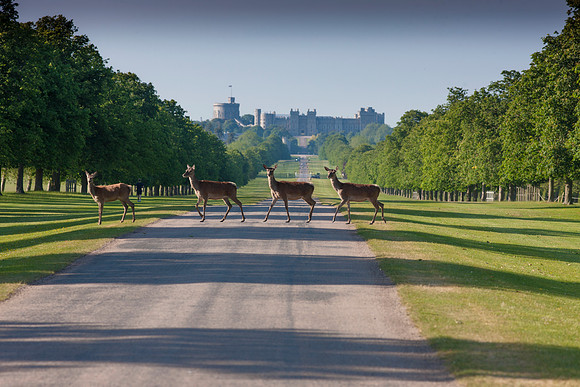 Windsor Great Park Deer Long Walk copy