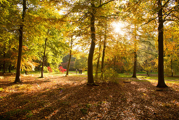 Windsor Great Park Chapel Wood AU WS copy