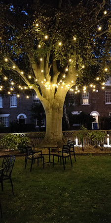 Royal Adelaide garden with lights on tree, image credit Royal Adelaide