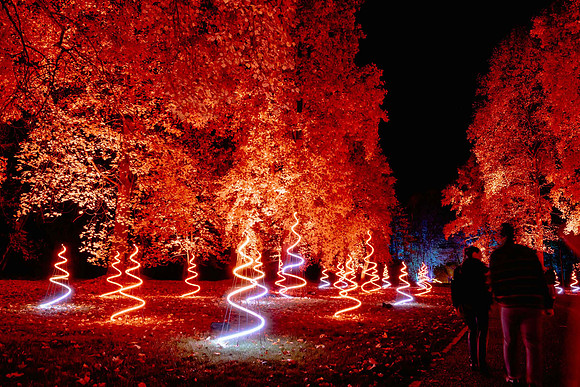 Windsor Great Park Illuminated © Joshua Atkins